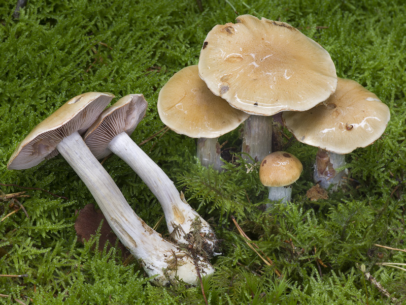 Cortinarius anomalochrascens